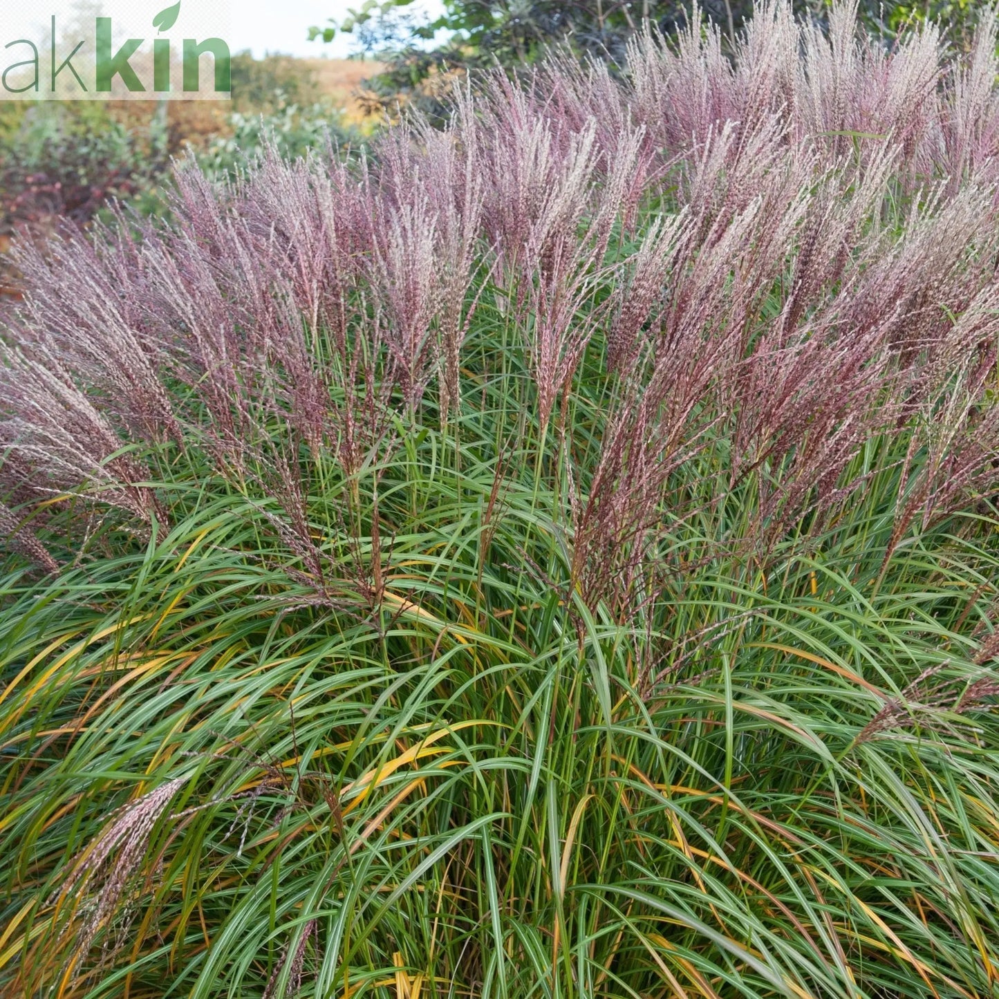 Miscanthus sinensis 'Flamingo' 2L One Click Plants