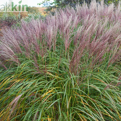 Miscanthus sinensis 'Flamingo' 2L One Click Plants