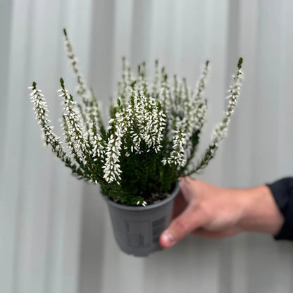 Mix of 3 Calluna Heather (9cm Pot) One Click Plants