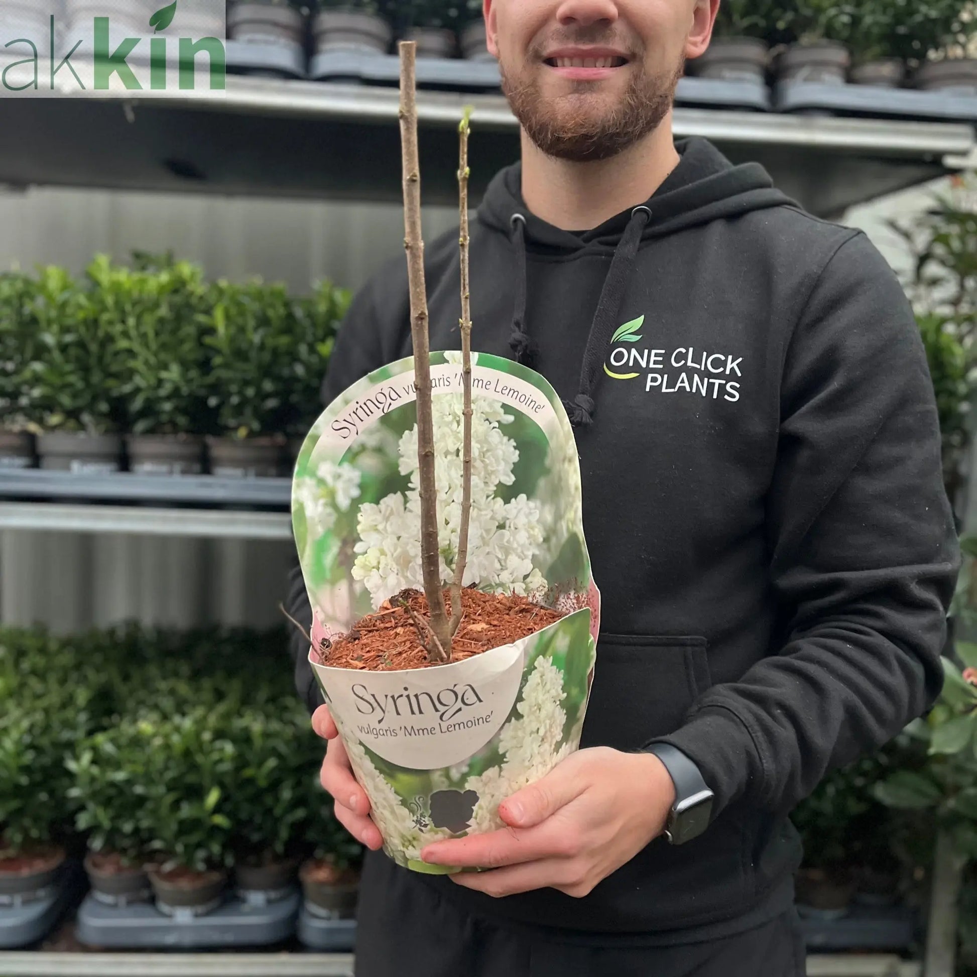 Syringa vulgaris 'Madame Lemoine' (Common Lilac) 2L One Click Plants