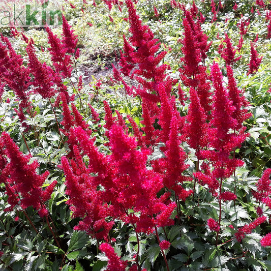 Astilbe 'Red' 3L One Click Plants