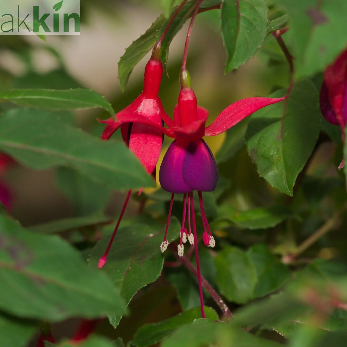 Hardy Fuchsia 'Mrs Popple' 9cm / 2L One Click Plants