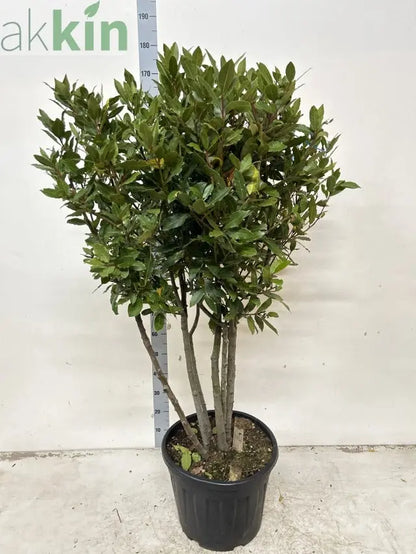 Multistem Bay Tree (Laurus Nobilis) 35L 160-180cm One Click Plants