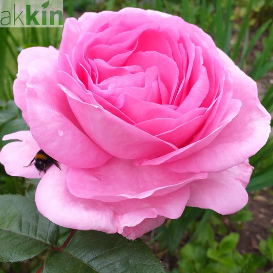 Mum in a Million Rose | Hybrid Tea Rose | 4L Potted Rose (PRE ORDER DECEMBER '25) One Click Plants