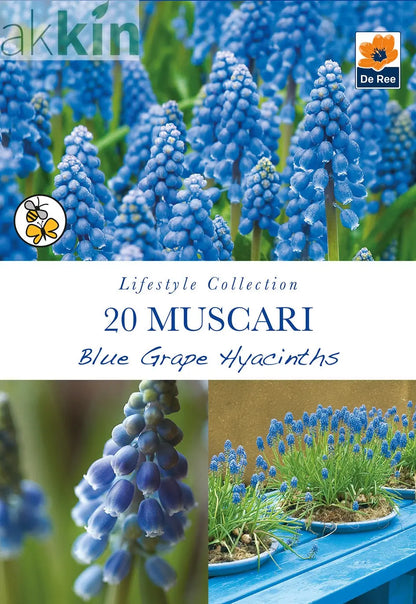 Muscari Blue Grape Hyacinths (20 Bulbs) One Click Plants