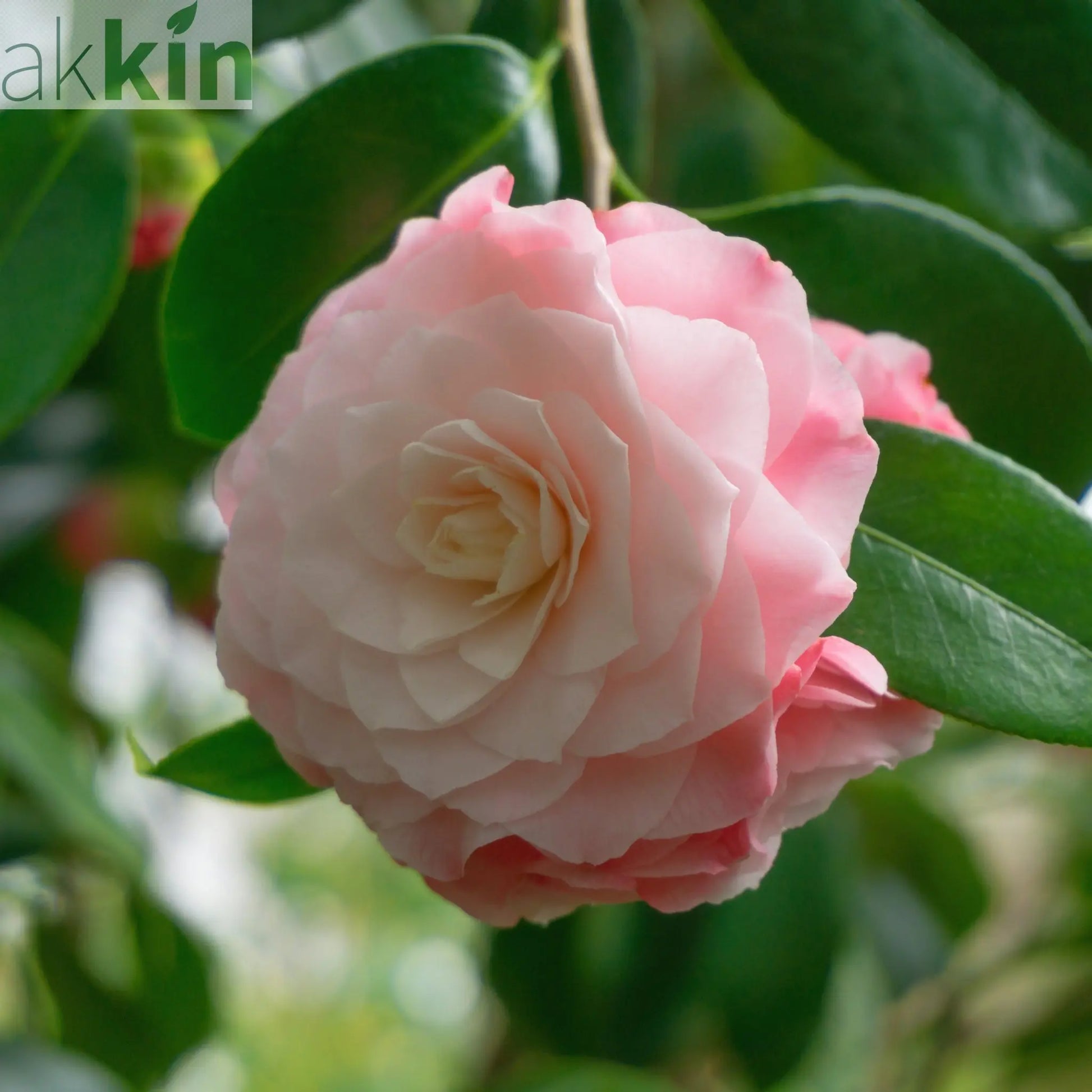 Camellia japonica 'Nuccio's Pearl' 60cm / 100cm One Click Plants