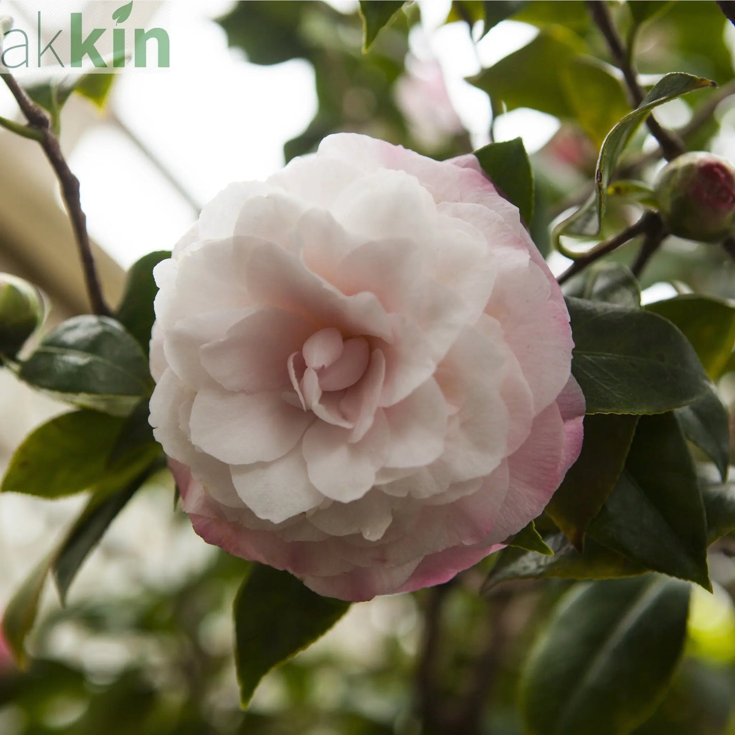 Camellia japonica 'Nuccio's Pearl' 60cm / 100cm One Click Plants