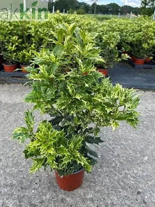 Osmanthus heterophyllus 'Tricolour' (False Holly) One Click Plants