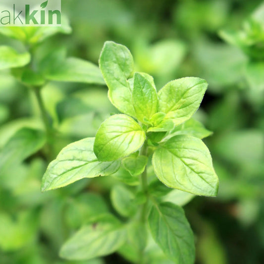 Oregano - Margherita (Herb) 13cm One Click Plants