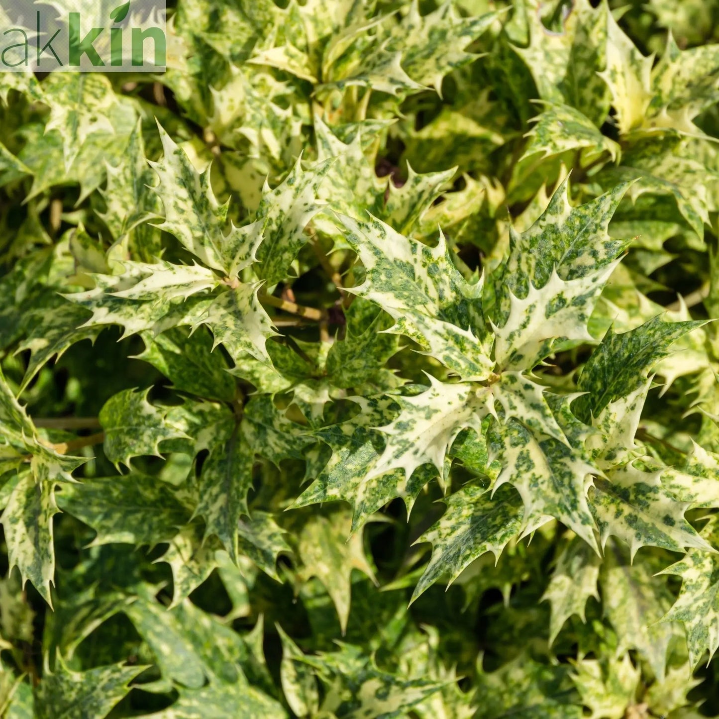 Osmanthus heterophyllus 'Tricolour' (False Holly) One Click Plants