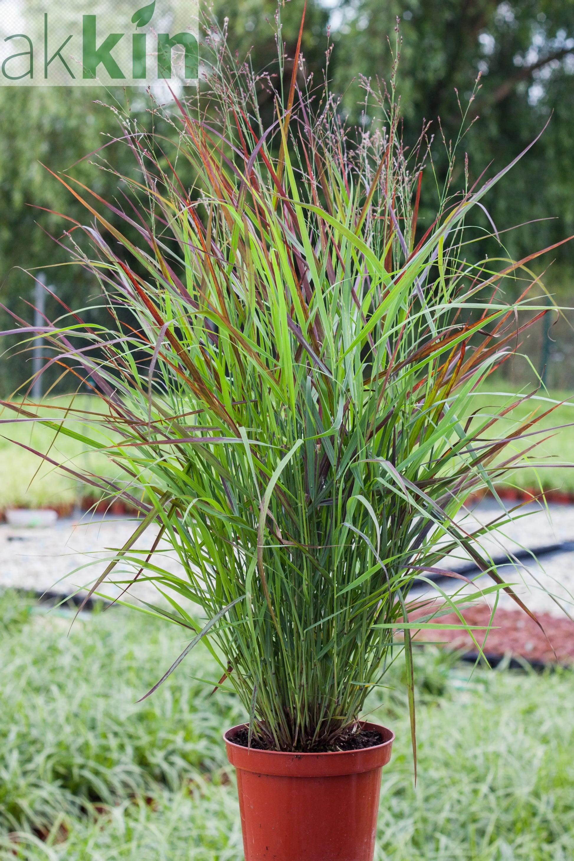 Panicum virgatum 'Shenandoah' 9cm One Click Plants