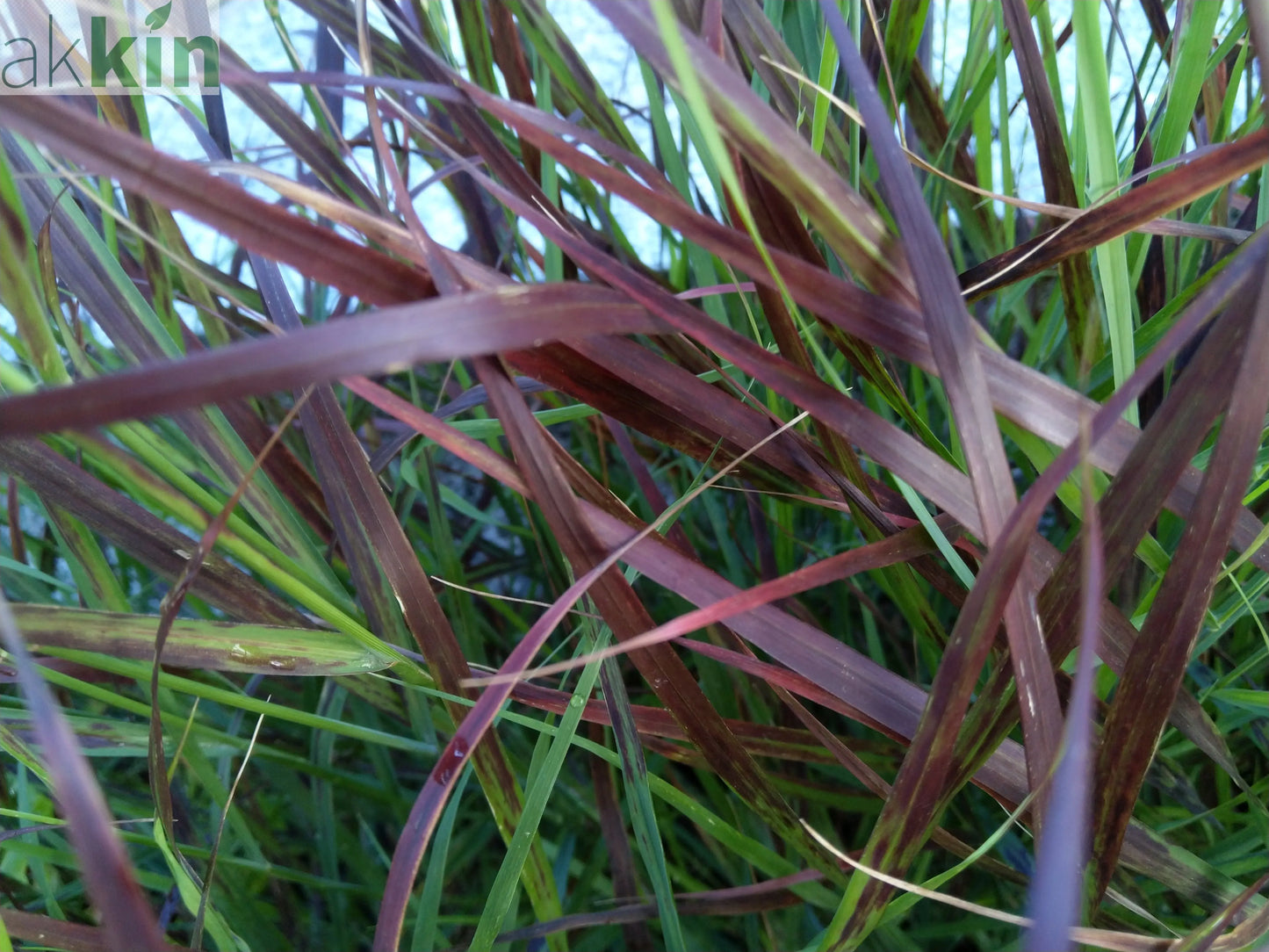 Panicum virgatum 'Shenandoah' 9cm One Click Plants