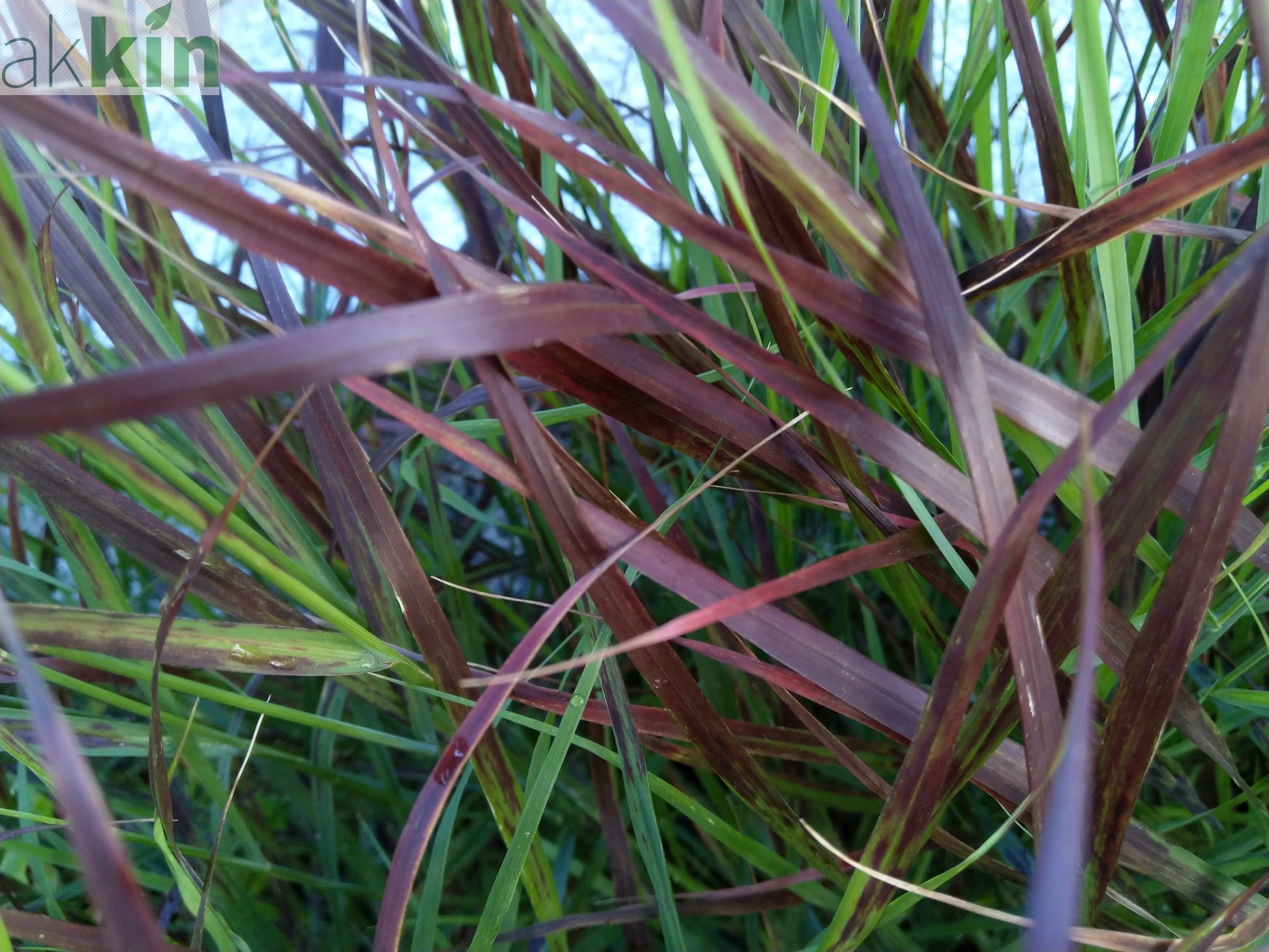 Panicum virgatum 'Shenandoah' 9cm One Click Plants