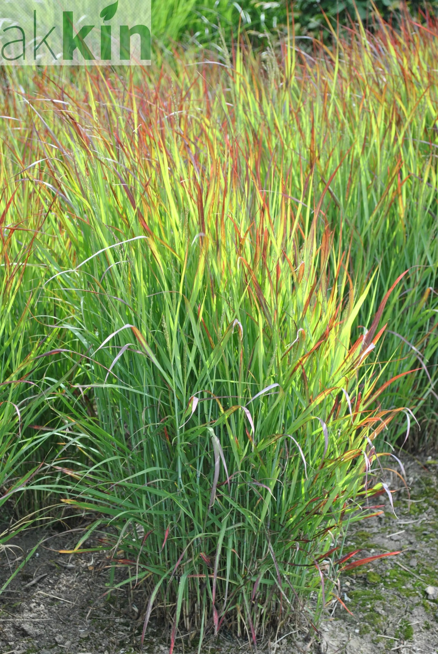 Panicum virgatum 'Shenandoah' 9cm One Click Plants