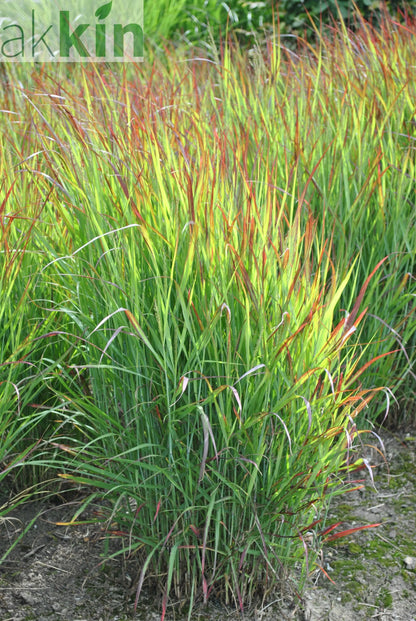 Panicum virgatum 'Shenandoah' 9cm One Click Plants