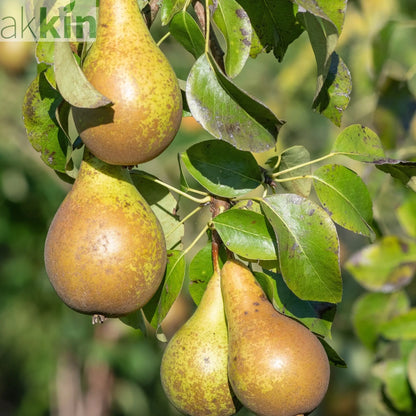 Dwarf Patio Pear Tree 'Conference' (Pyrus communis) 2/4L One Click Plants