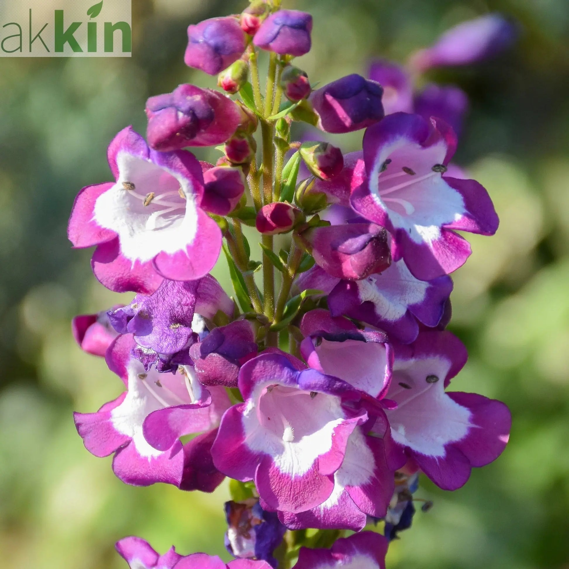 Penstemon Phoenix Violet 9cm Pot One Click Plants