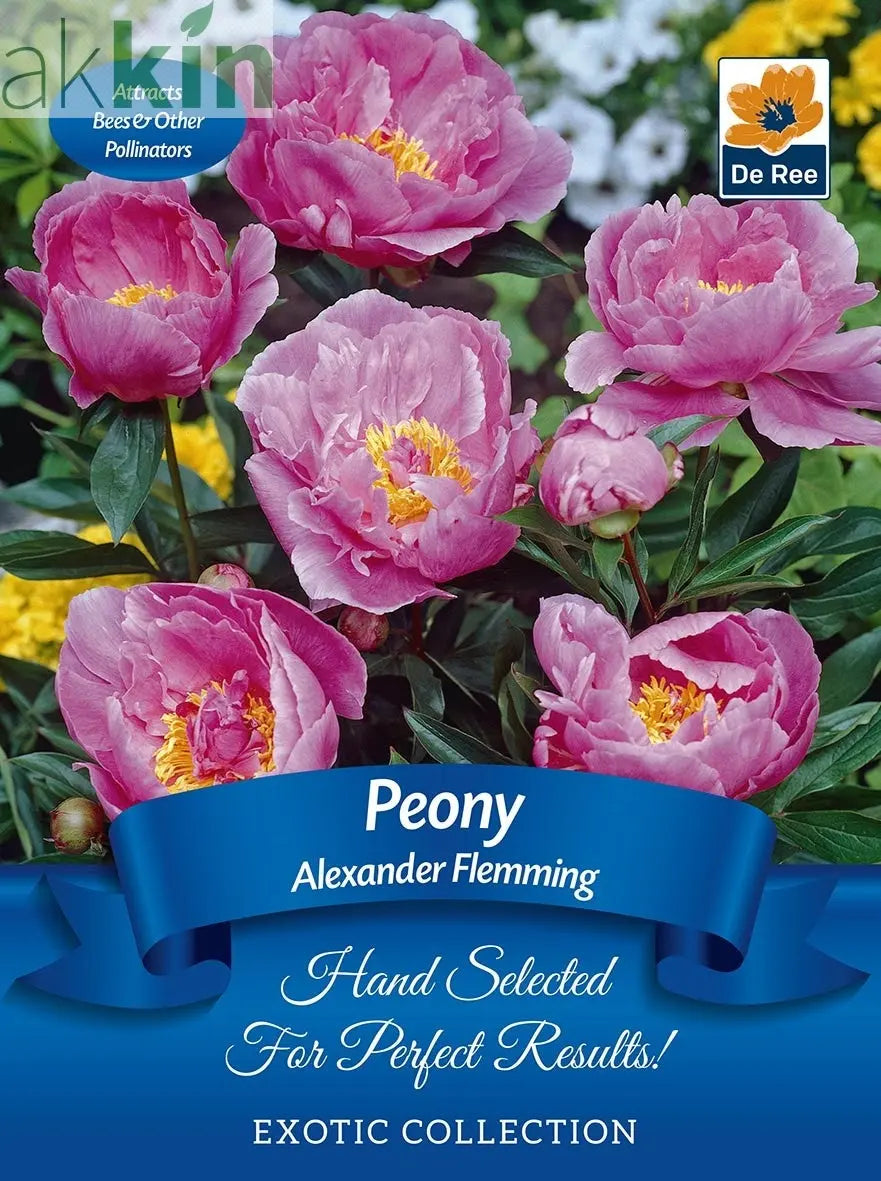 Peony 'Alexander Fleming' | Exotic Collection | 1 Bulb One Click Plants