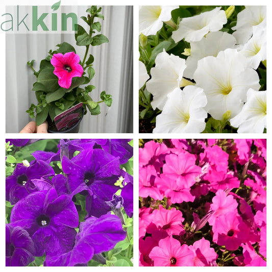 3 x Trailing Petunias (3 x 9cm Pots) One Click Plants