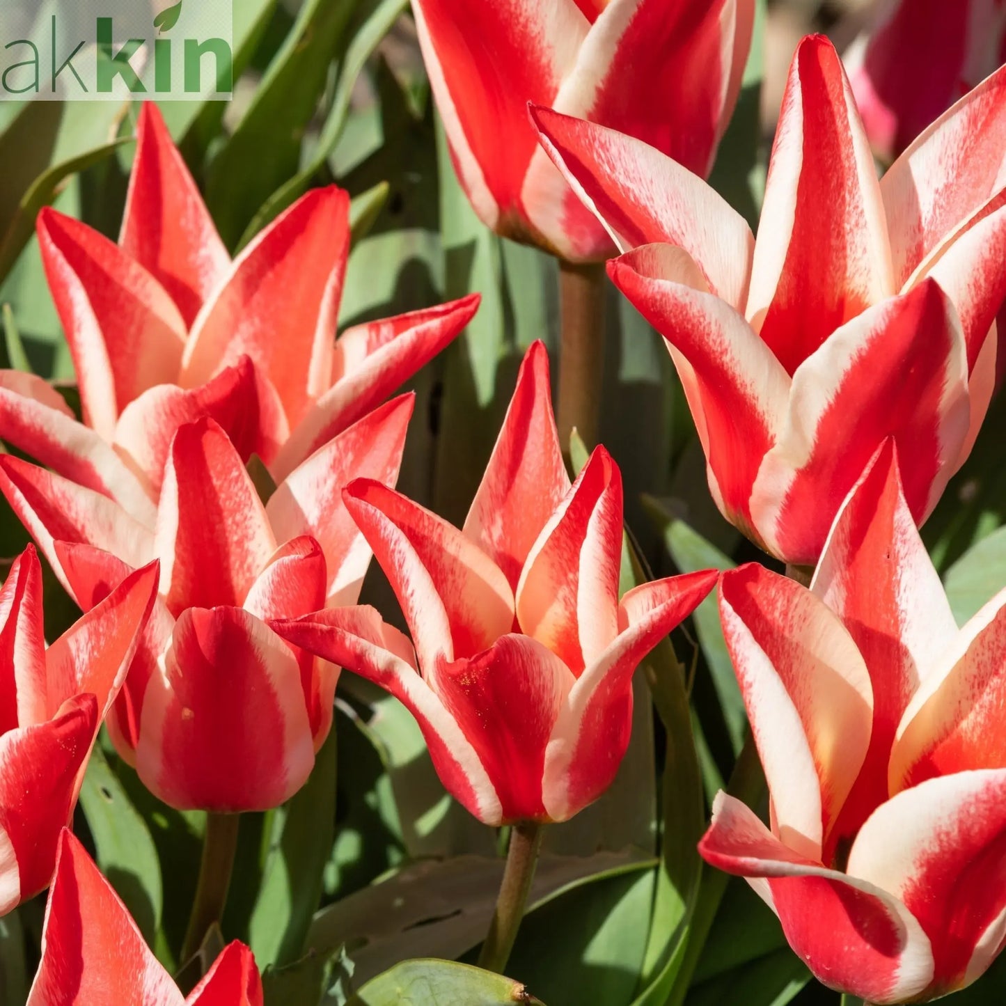 Dwarf Tulip 'Pinocchio' (6 Bulbs) One Click Plants