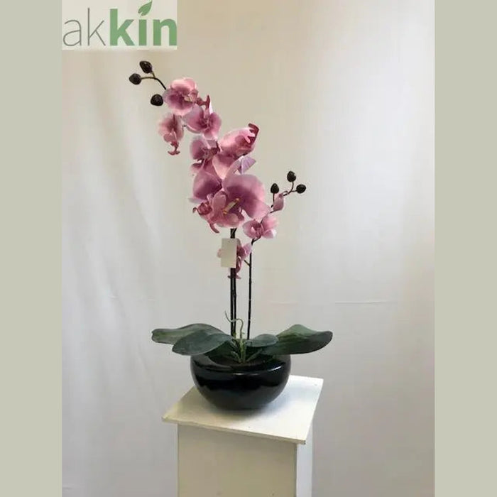 Pink Orchid in Bowl AK Kin Garden Supplies