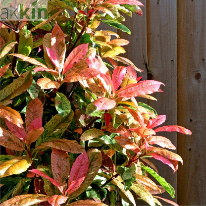 Photinia serratifolia 'Pink Crispy' 3L (Multibuy Offers Available) One Click Plants