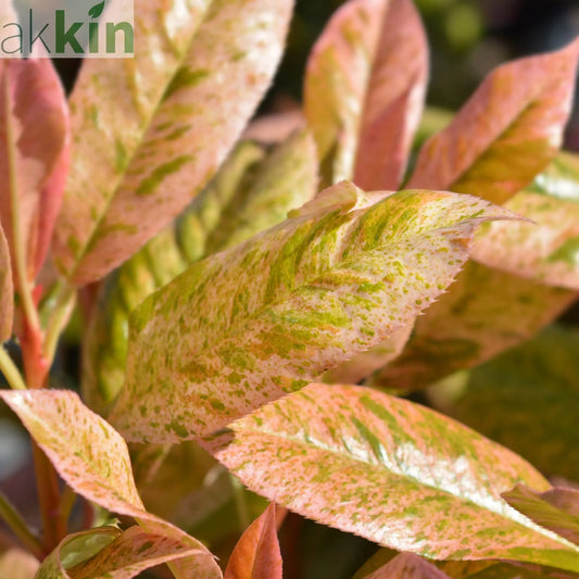 Photinia serratifolia 'Pink Crispy' 3L (Multibuy Offers Available) One Click Plants