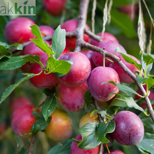 'Victoria' Plum Tree 2L / 4L One Click Plants