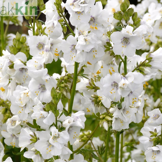 Polemonium caeruleum (Jacob's Lader) White 9cm One Click Plants