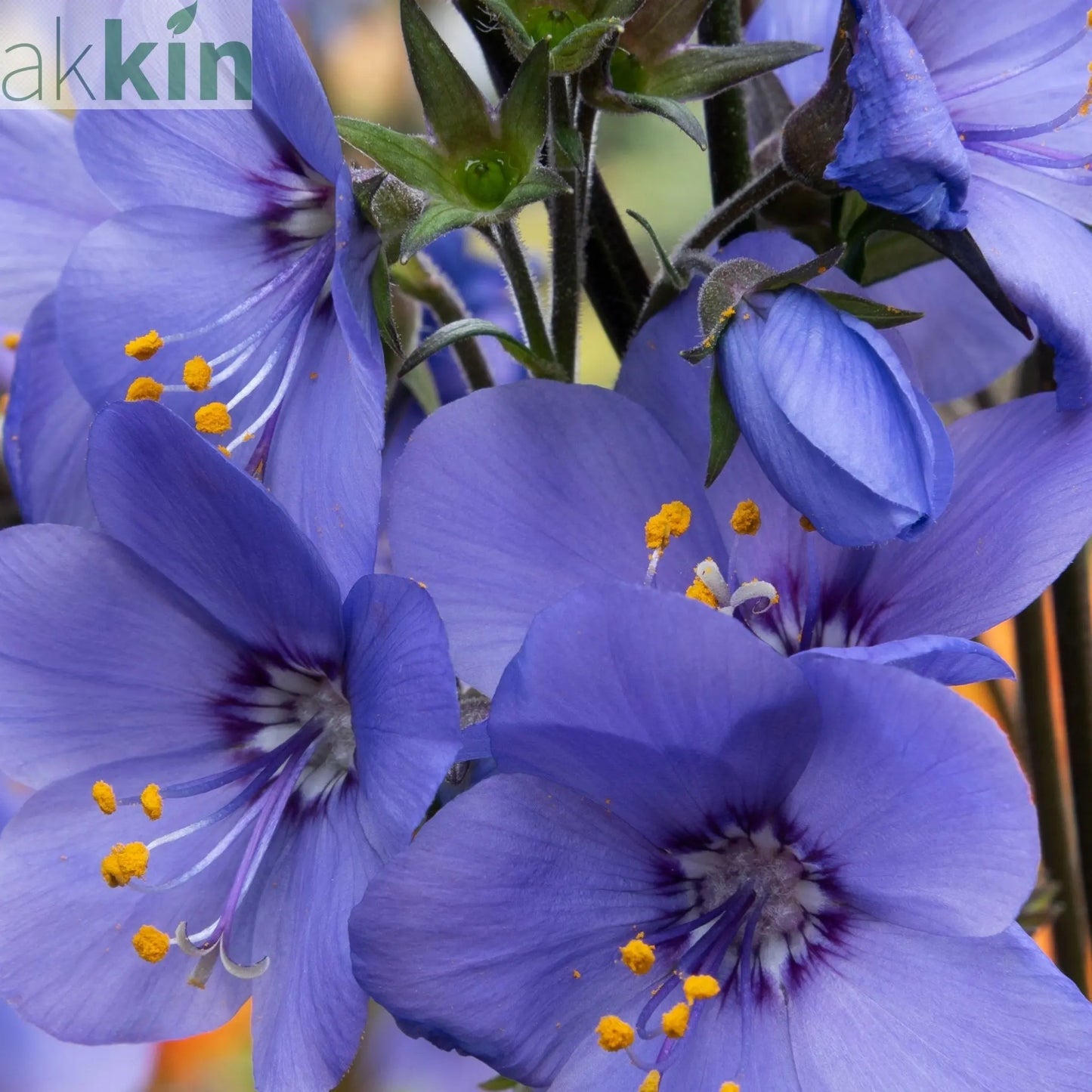 Polemonium 'Blue Whirl' (Jacob's Ladder) 9cm One Click Plants