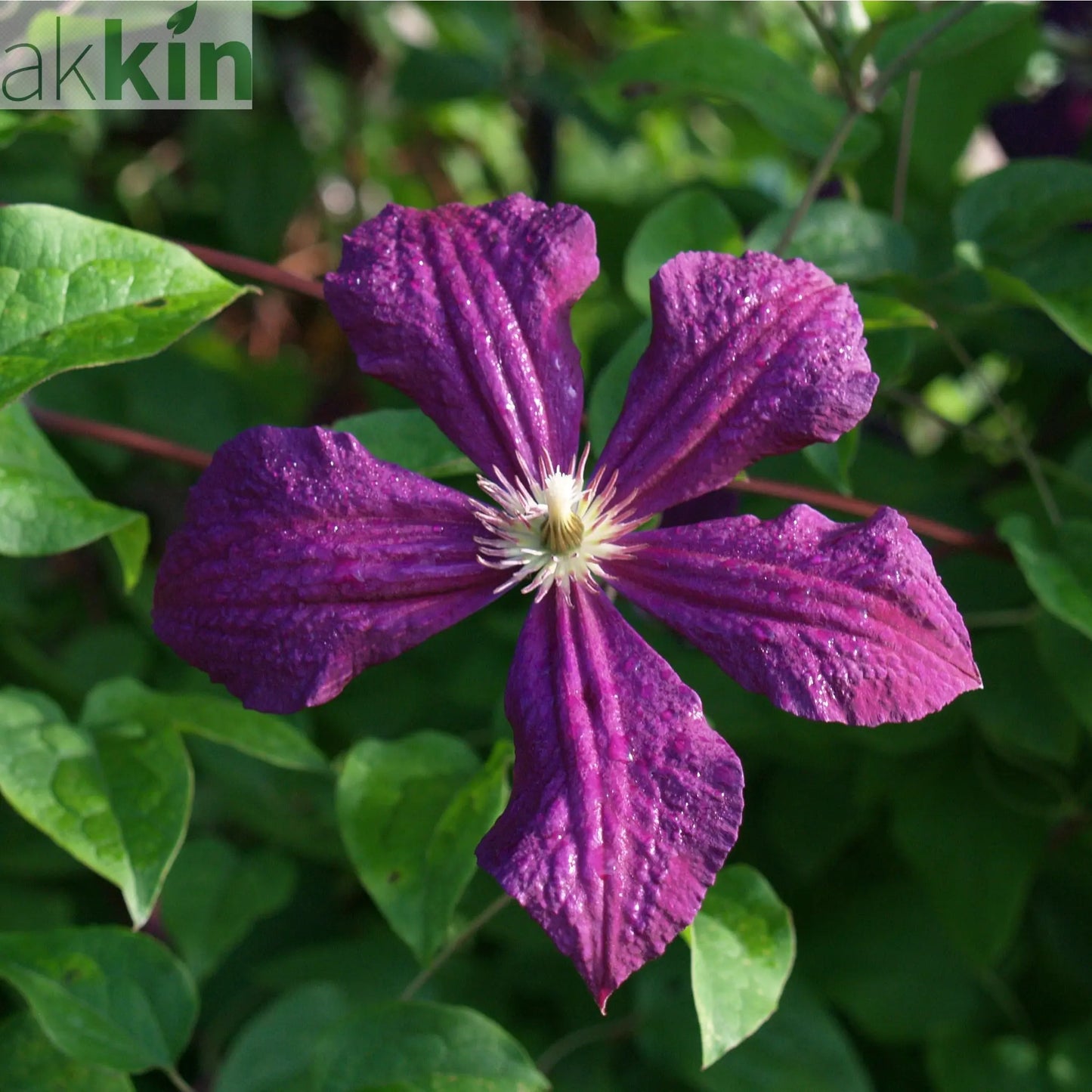 Clematis 'Polish Spirit' 60cm One Click Plants