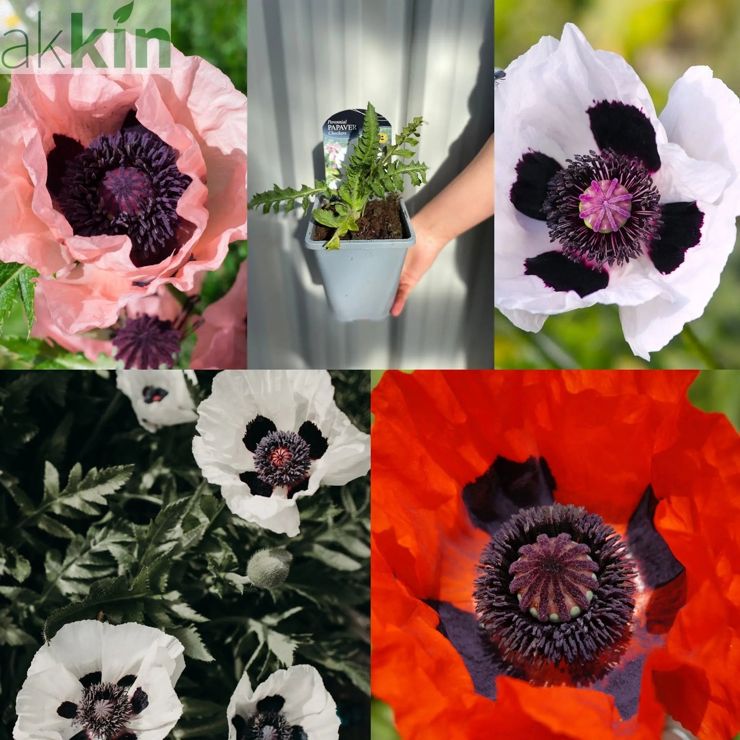 SPECIAL OFFER: Poppy Mix of 5 One Click Plants