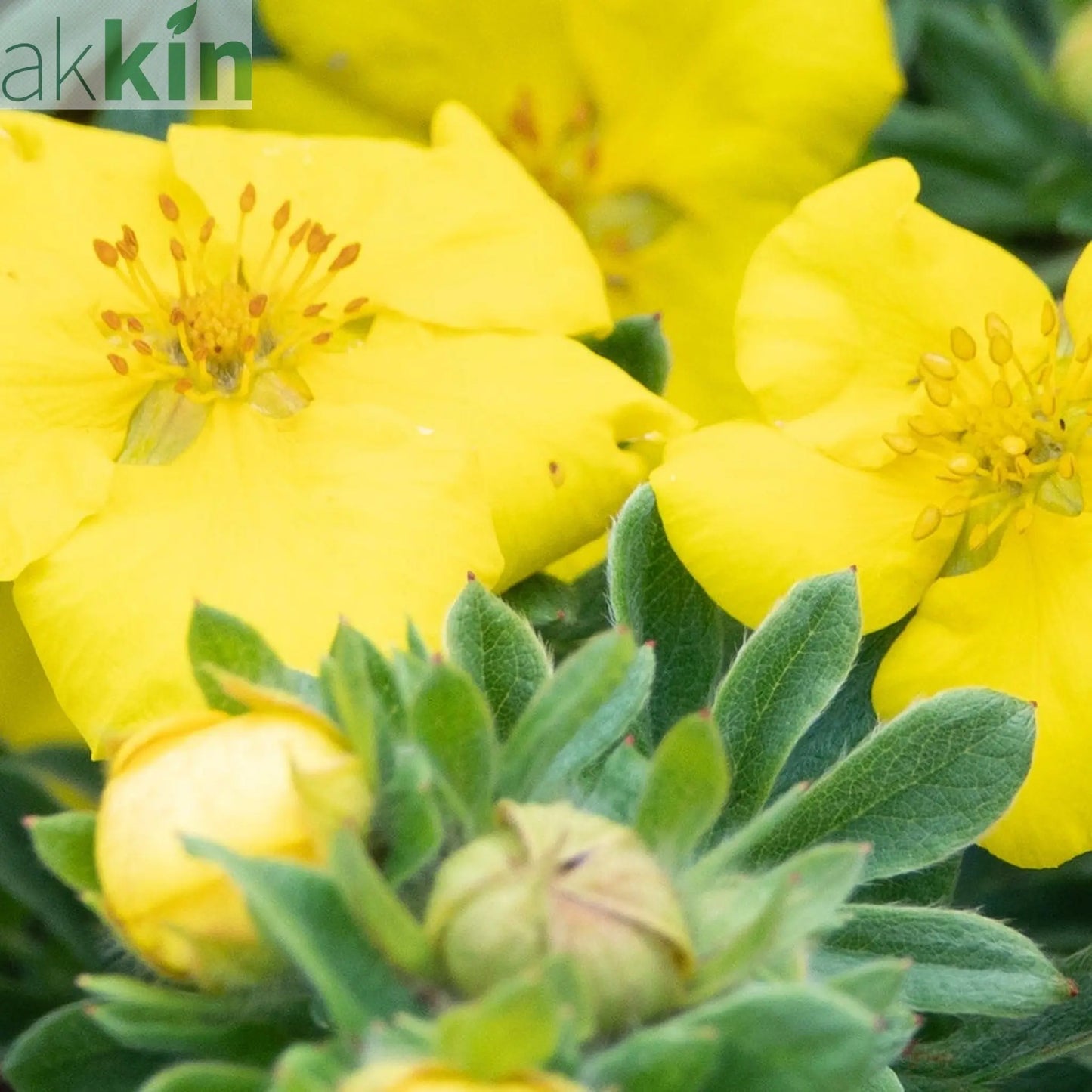 Potentilla - Medicine Wheel Mountain - Yellow 2L (30-40cm) One Click Plants