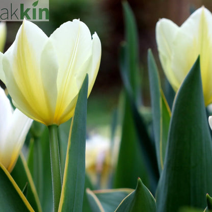 Tulip 'Purissima' (4 Bulbs) One Click Plants