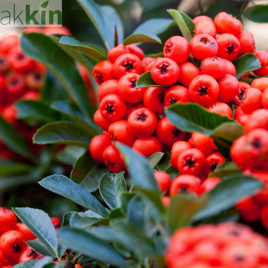 Pyracantha coccinea Red Star 2L One Click Plants