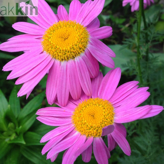 Tanacetum coccineum 'Robinson's Pink' 9cm One Click Plants