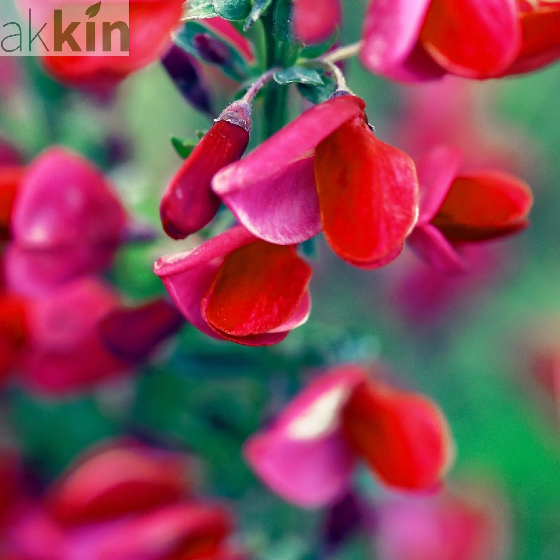 Cytisus x boskoopii 'Boskoop Ruby' 1.5L One Click Plants