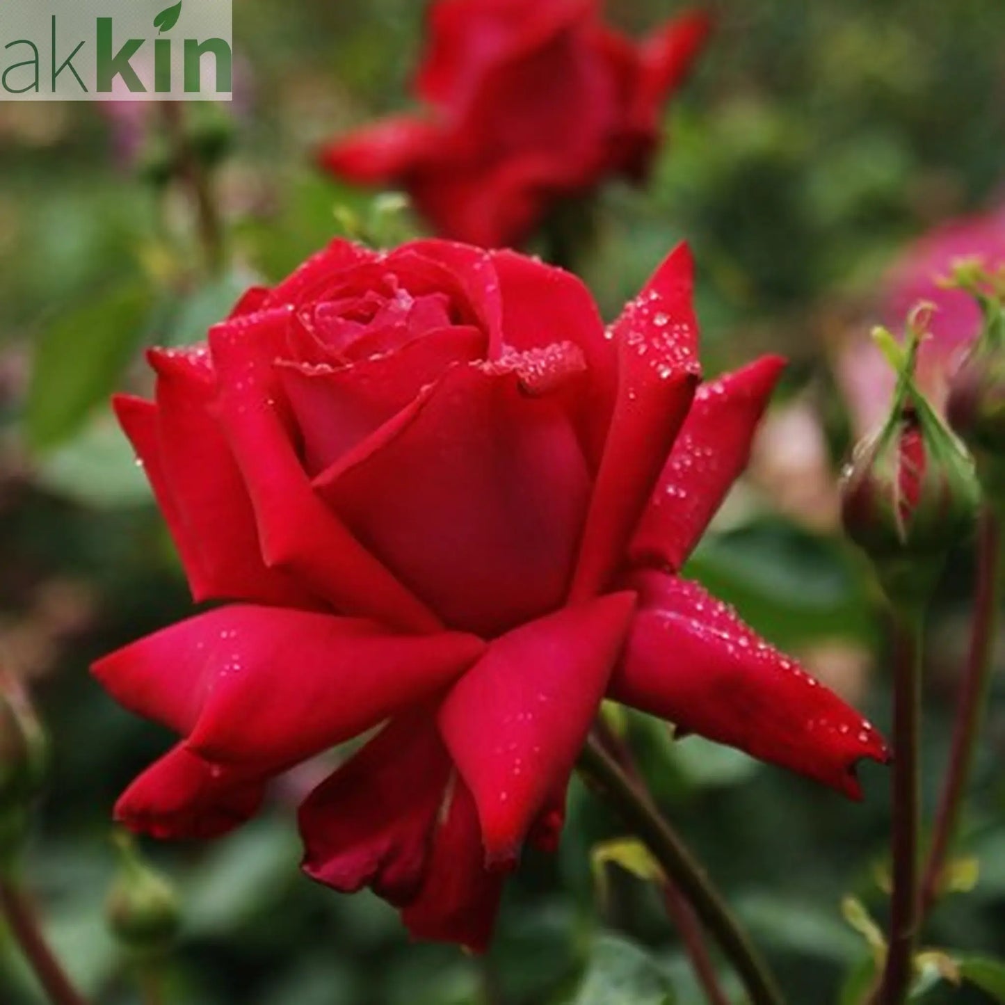 Rose Red Devil | Hybrid Tea Rose | 4L Potted Rose (PRE ORDER DECEMBER '25) One Click Plants