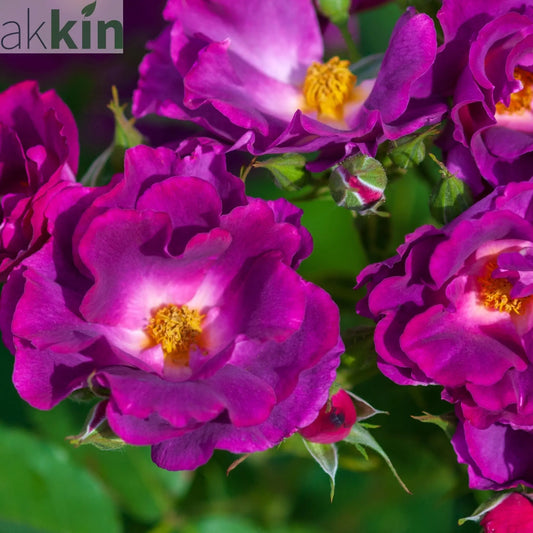 Rose Rhapsody in Blue | Floribunda Rose | 4L Potted Rose (PRE ORDER DECEMBER '25) One Click Plants