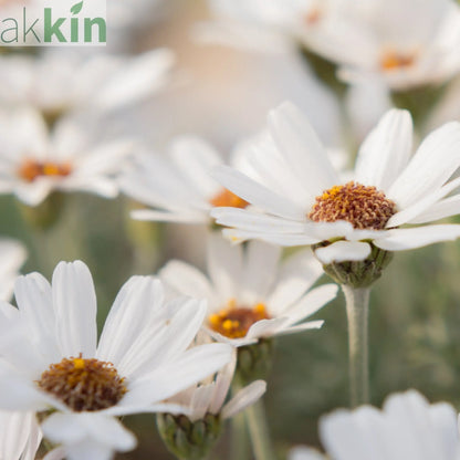 Rhodanthemum Marakesh 9cm One Click Plants