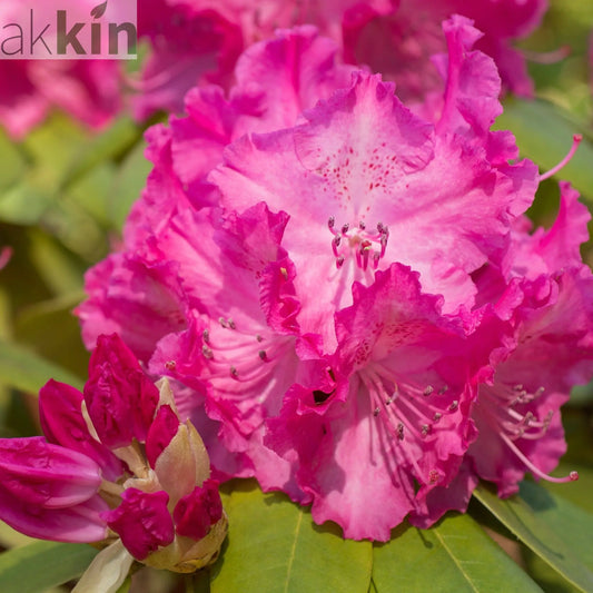 Rhododendron 'Etoile De Sleidinger' 5L One Click Plants