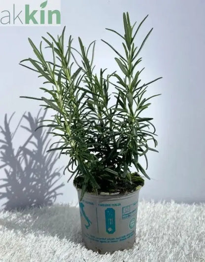 Rosemary officinalis (8cm/1.5L) One Click Plants