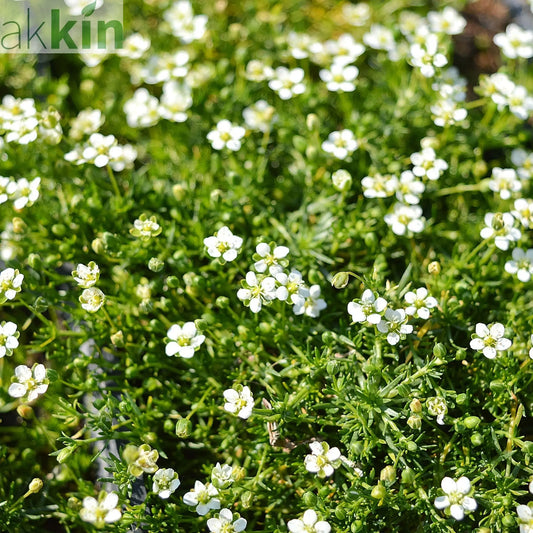 Sagina subulata (Irish Moss) 9cm One Click Plants