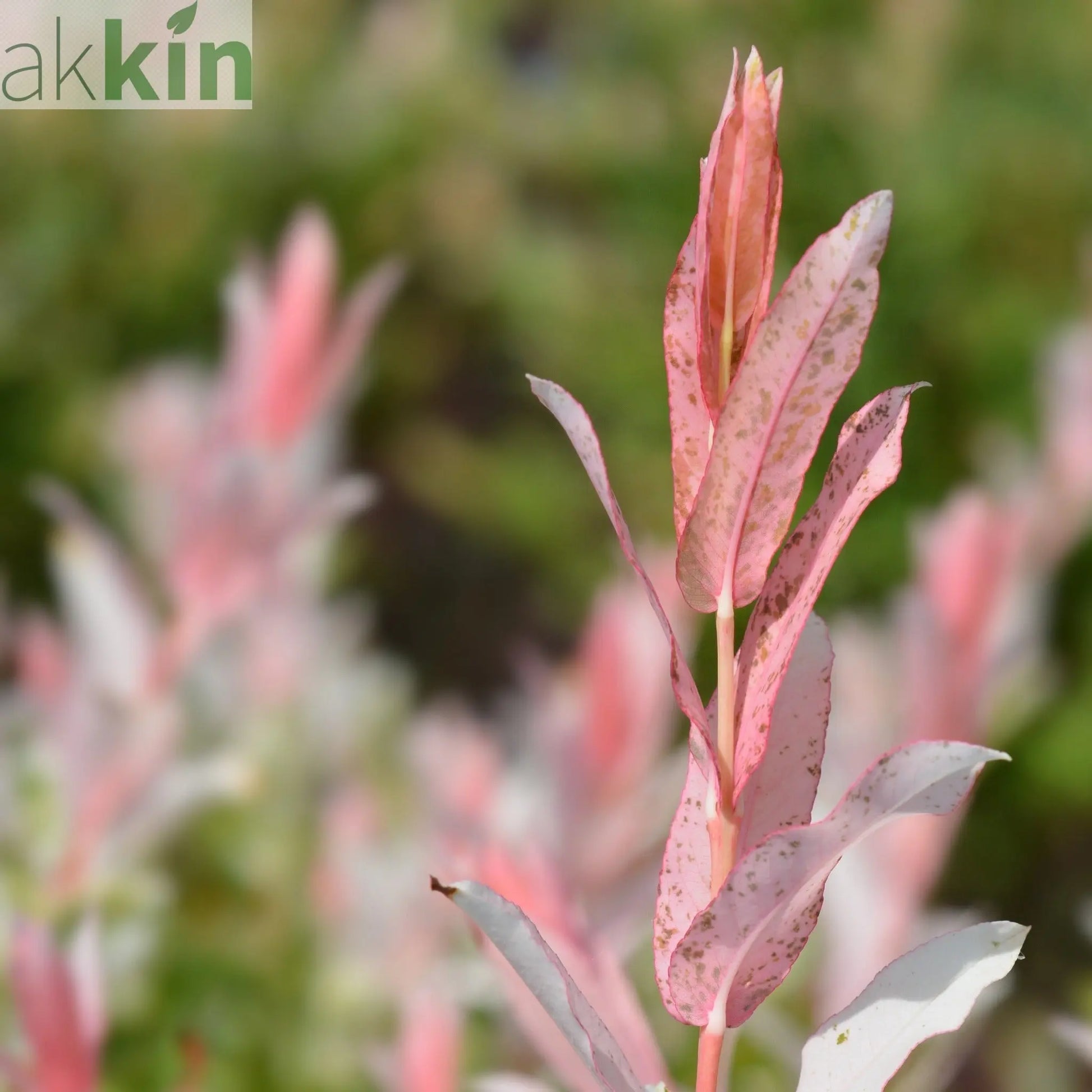 Salix intergra 'Hakuro - Nishiki' - Flamingo Dwarf Willow Tree 120cm One Click Plants