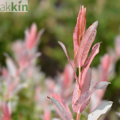 Salix intergra 'Hakuro - Nishiki' - Flamingo Dwarf Willow Tree 120cm One Click Plants