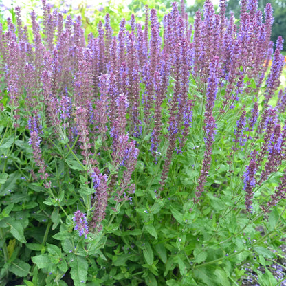 Salvia nemorasa 'Ostfriesland' Blue 9cm / 2L One Click Plants