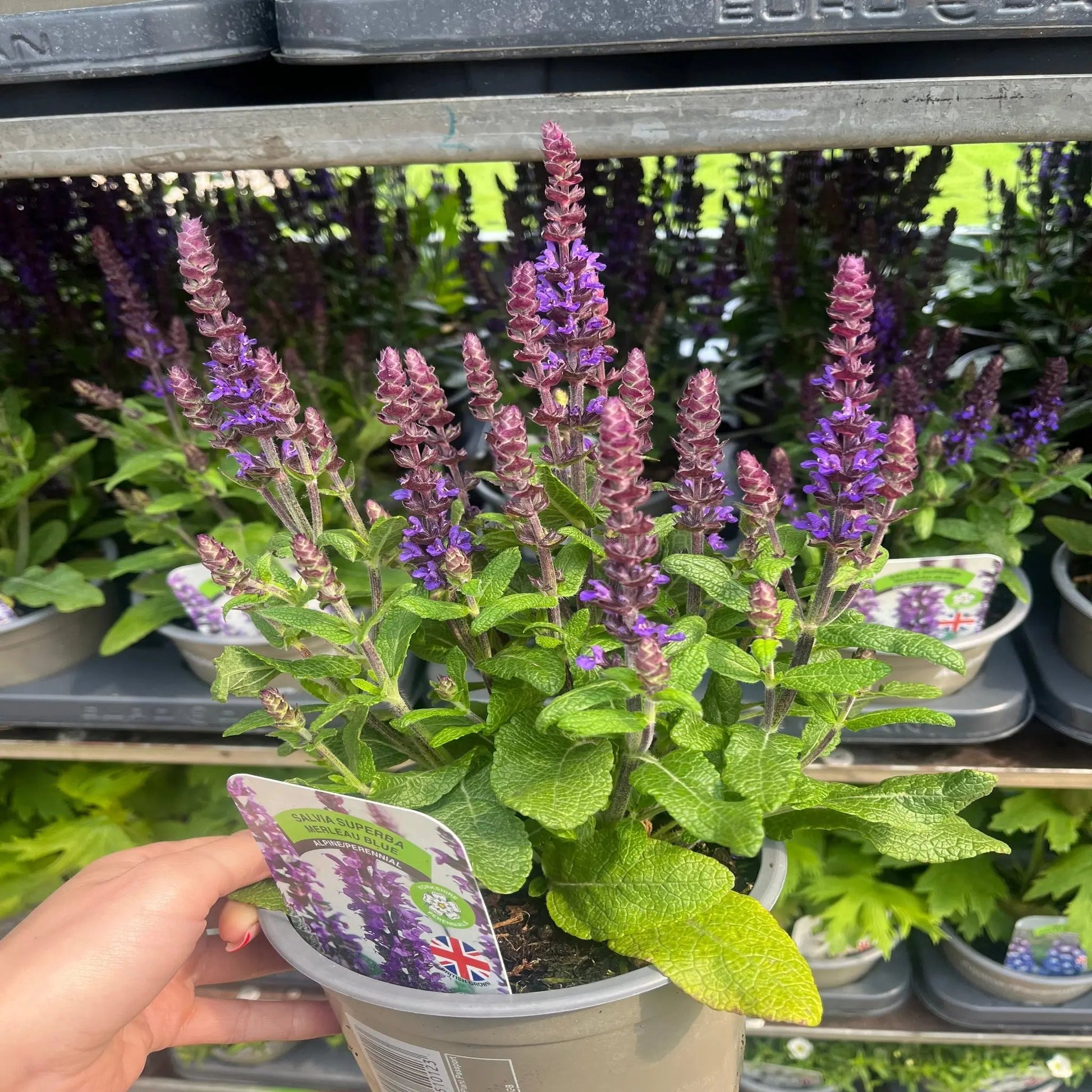 Salvia nemorosa Sensation Blue 9cm/1.5L One Click Plants
