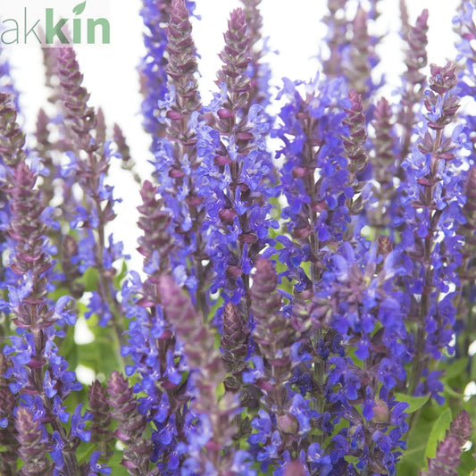 Salvia - Blue Bouquetta 1.5L One Click Plants