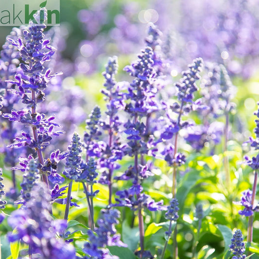 Salvia nemorosa Sensation Blue 9cm/1.5L One Click Plants