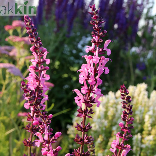 Salvia New Dimensions Rose 9cm/1.5L One Click Plants